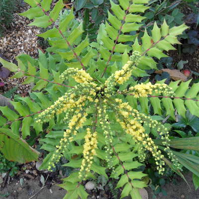 mahonia yellow winter flower